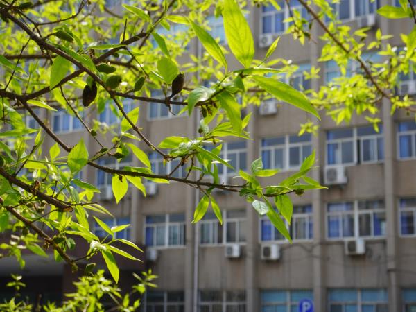 图集-花香满轴研 奋进正其时-洛阳轴承