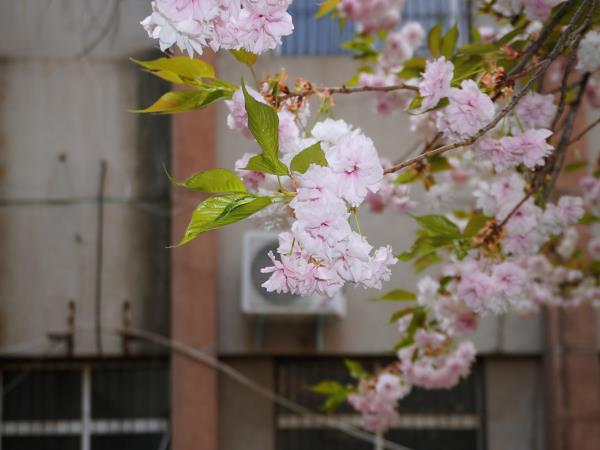 图集-花香满轴研 奋进正其时-洛阳轴承