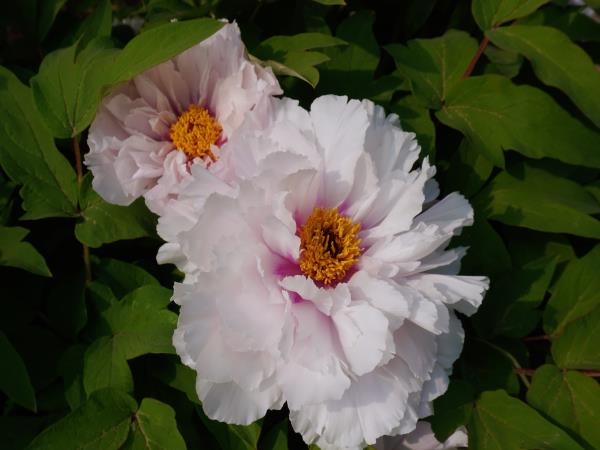 图集-花香满轴研 奋进正其时-洛阳轴承